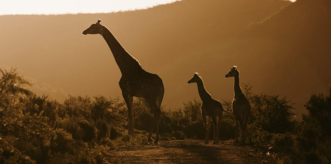 wildehondekloof accommodation (4)