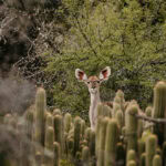 wildehondekloof accommodation (5)