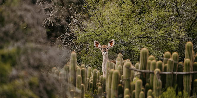 wildehondekloof accommodation (5)