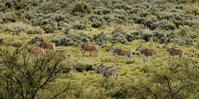 wildehondekloof accommodation (6)