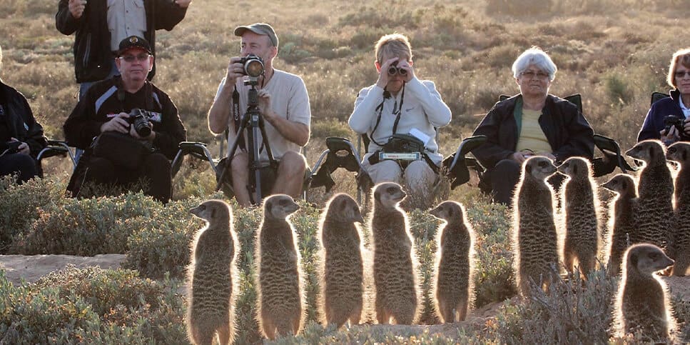 Meerkats at De Zeekoe Reserve