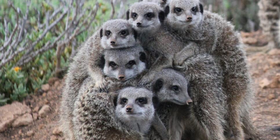 Meerkats at De Zeekoe Reserve