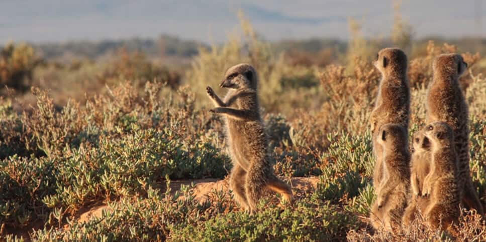 Meerkats at De Zeekoe Reserve