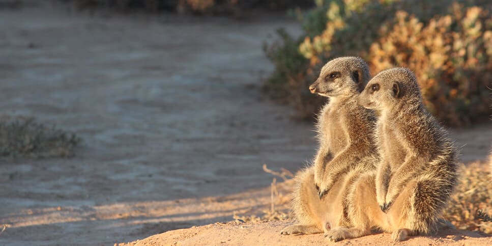 Meerkats at De Zeekoe Reserve