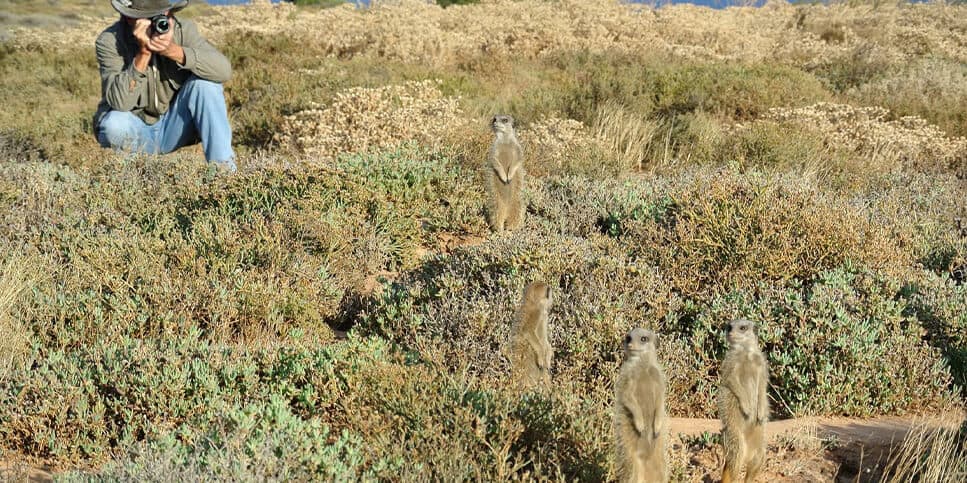 Meerkats at De Zeekoe Reserve