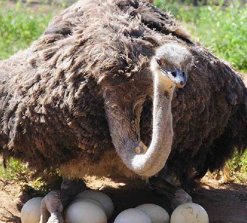 Safari Ostrich Farm Oudtshoorn Garden Route South Africa