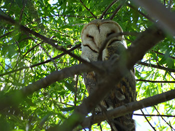 Barn Owl