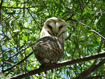 Barn Owl