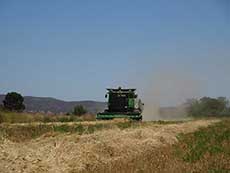 De Zeekoe Wheat Harvesting