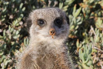 Meerkat Face