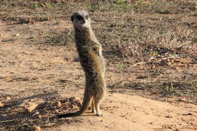 Meerkat Standing