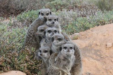 Mob of Meerkats