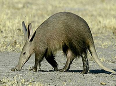 Shy5 Aardvark