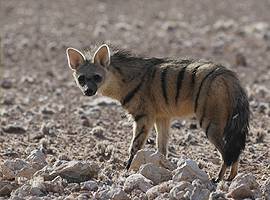 Shy5 Aardwolf