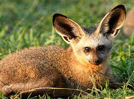 Shy5 Bat-Eared Fox