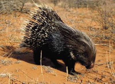 Shy5 Porcupine