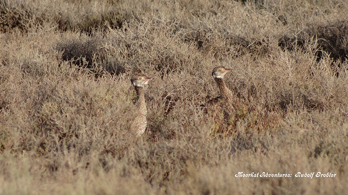 Dikkop Bird Oudtshoorn