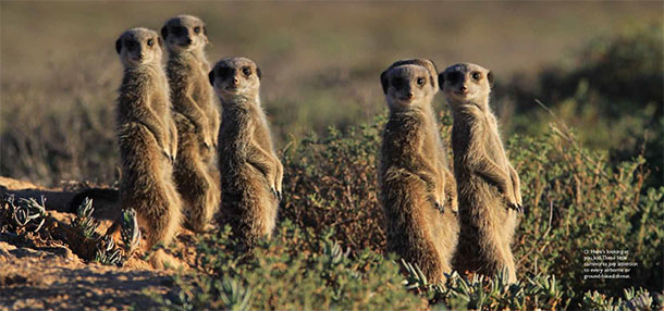 Meerkats at De Zeekoe