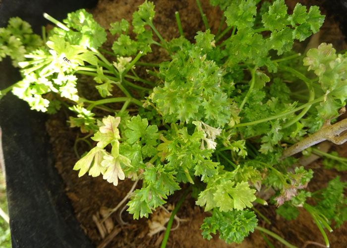 De Zeekoe Parsley