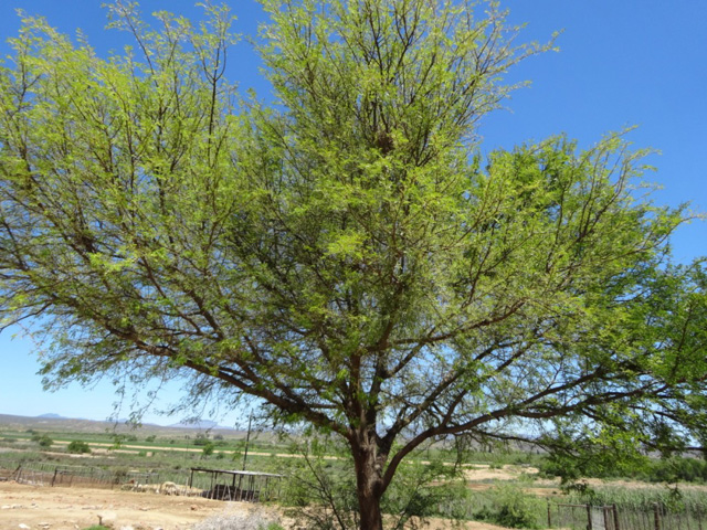 Sweet Thorn Tree or Soetdoring