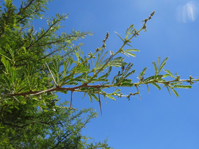 Sweet Thorn Tree or Soetdoring